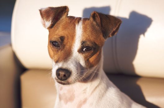 Jack Russell Terrier Dog Portrait