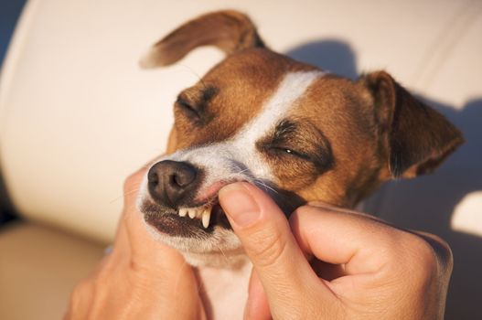 Woman Examines Jack Russell Terrier Teeth