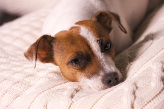 Jack Russell Terrier Dog Portrait on Pillow