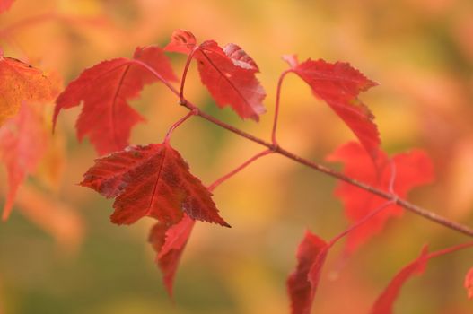 Autumn Leaves Abstract Background Image