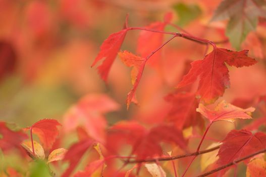 Autumn Leaves Abstract Background Image