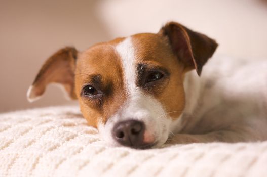 Jack Russell Terrier Dog Portrait on Pillow