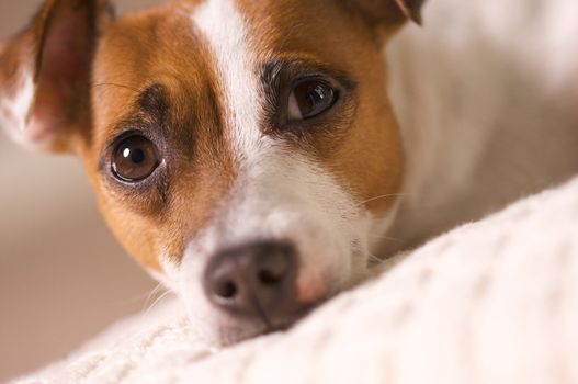 Jack Russell Terrier Dog Portrait on Pillow