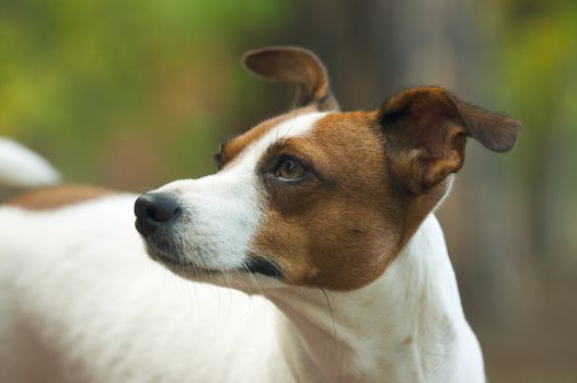 Majestic Jack Russell Terrier Dog Portrait