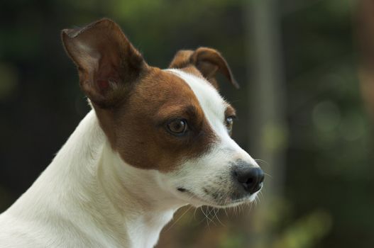 Majestic Jack Russell Terrier Dog Portrait