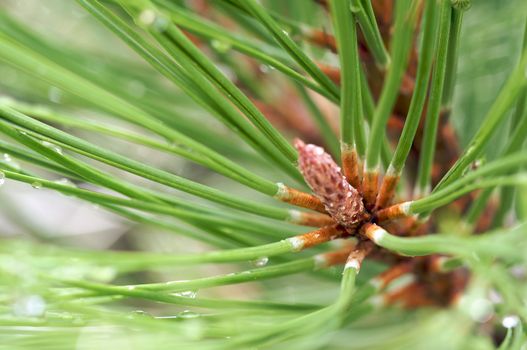 Macro Image of Water Drops on Pine Needles
