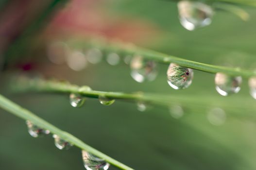 Macro Image of Water Drops on Pine Needles