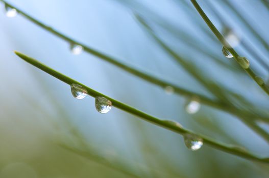 Macro Image of Water Drops on Pine Needles