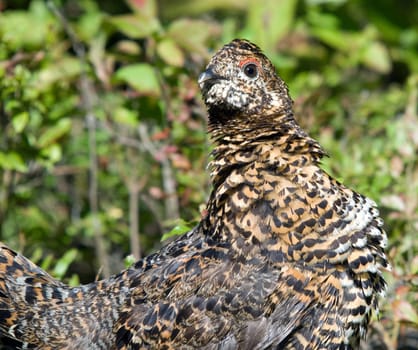 Closeup portrait of a spruce grouse in it's natural environment