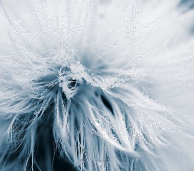Macro of a dandelion covered with dew