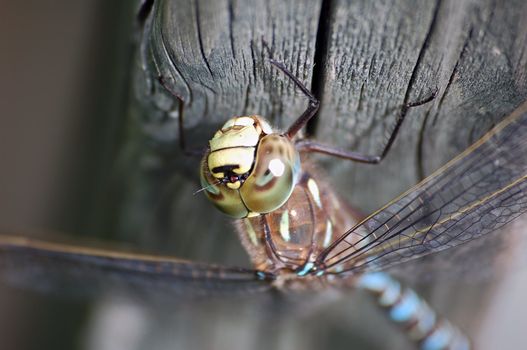 A macro of a Dragonfly on a piece of wood