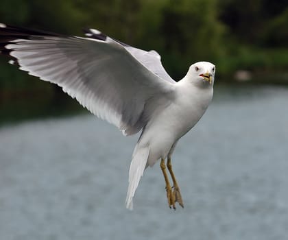 A picture of a seagull in flight over a lake