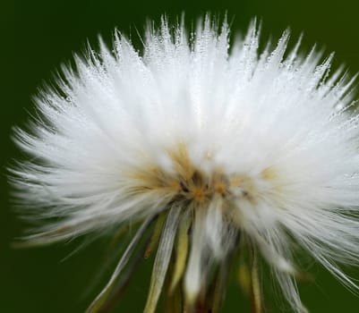 Macro of a dandelion covered with dew