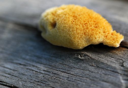 Macro of some orange fungus on an old piece of wood