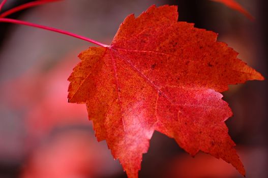 A close-up of a bright red maple leaf