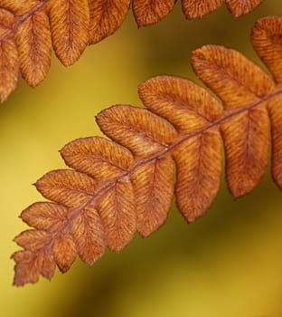 Orange dying fern with a yellow background