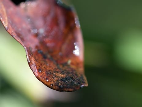 Close-up picture of an orange leaf with water on it