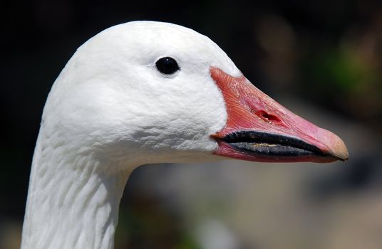 Portrait of a white goose with afunny beak