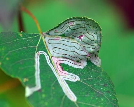 Close-up picture of a leaf being eaten by insects