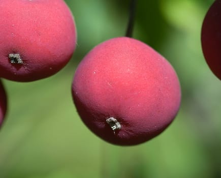 Closeup pictures of some small red wild fruits