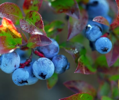 Some wild blueberries on their shrub