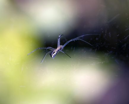 A closeup picture of a spider on it's web