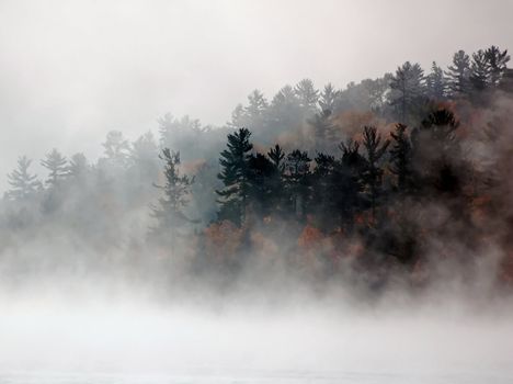 Autumn trees in the fog