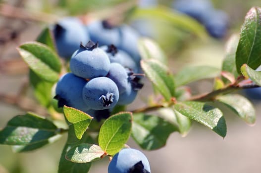 Some wild blueberries on their shrub