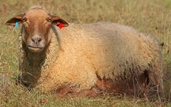 This image shows a portrait from a sheep