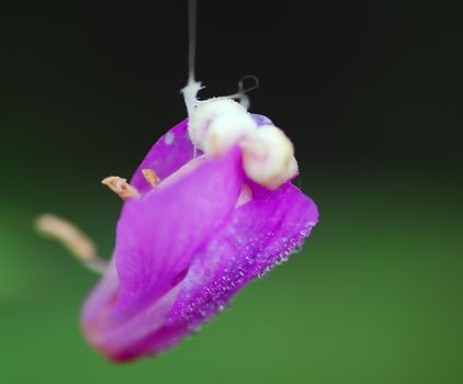 Close-up picture of a flower covered with dew