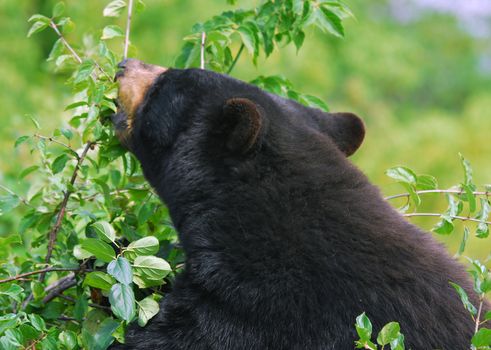 A black bear in it's natural environment