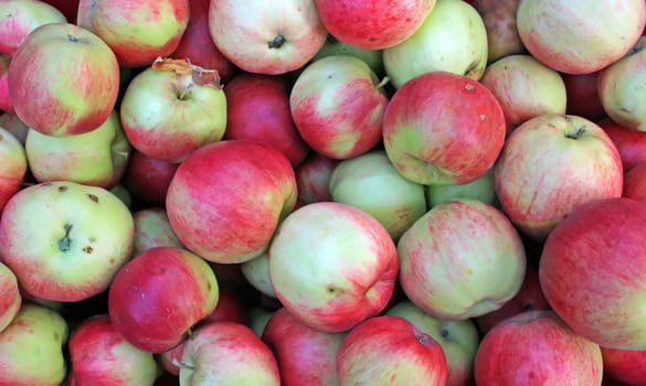 This image shows many apples in a box