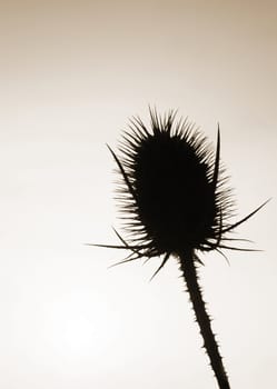 This image shows a teasel at back light