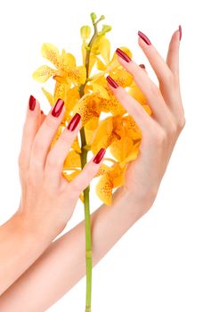 Woman hand with yellow orchid