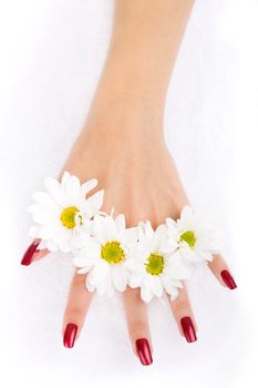 Woman hands with fresh camomiles on isolated white