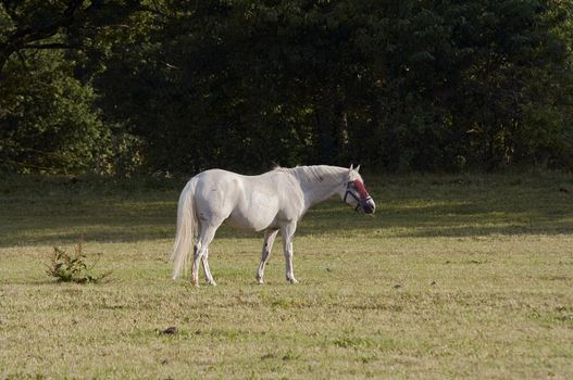 Shot of the white horse