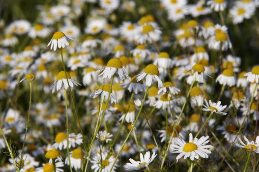 Shot of the meadow of wild camomile - detail