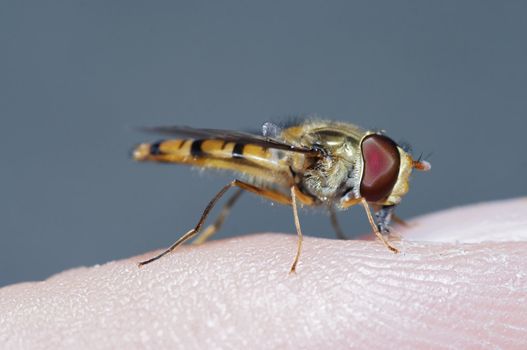 Detail (close-up) of the syrphid-fly