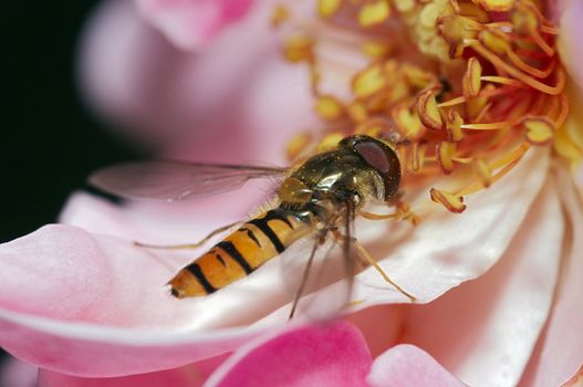 Detail (close-up) of a syrphid-fly