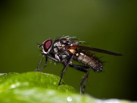 Detail (close-up) of the fly on the leaf