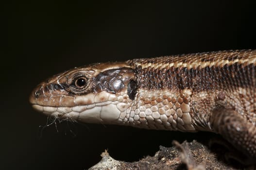 Close-up - detail - of the head of lizard
