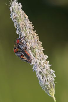 Detail (close-up) of the soldier beetles