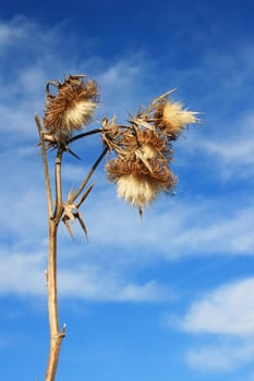 This image shows a macro from a thistle bloom with sky and clouds
