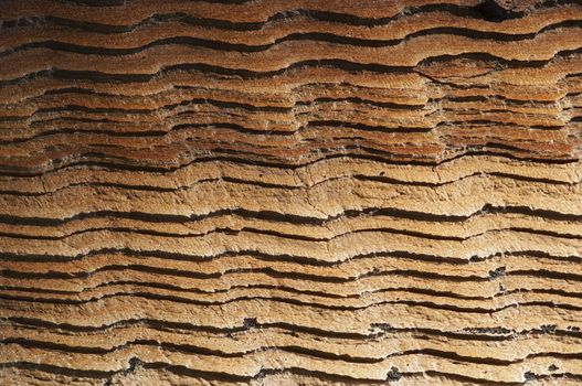 Cloesu-upl of the wood texture - abstract