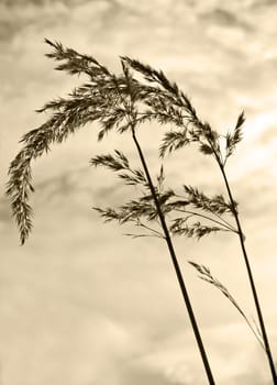 This image shows a macro from grass in sepia