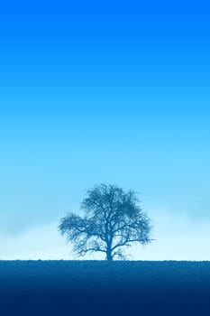 This is a photography of a lonely tree