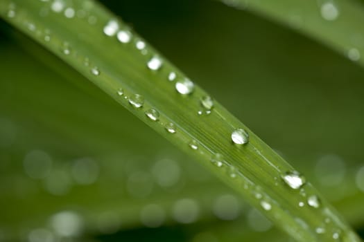 dew drops on green grass