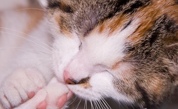 close up of kitten sleeping with front and rear paw visible