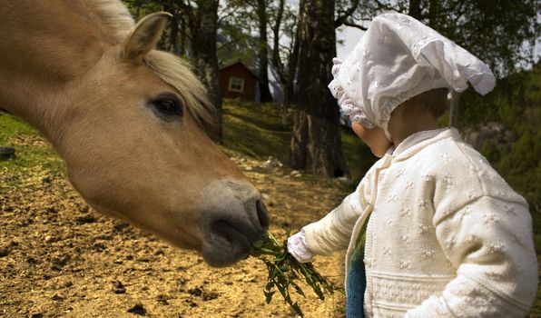 Small girl feeding a Norwegian fjord horse