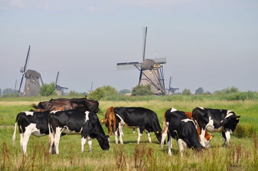 Dutch Cows grazing near mills in Kinderdijk